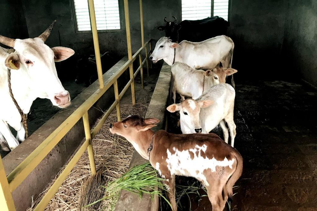 Mars Jungle Adventure Stud Farm With Private Jacuzzi Villa Narsinge ภายนอก รูปภาพ