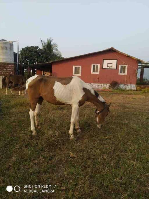 Mars Jungle Adventure Stud Farm With Private Jacuzzi Villa Narsinge ภายนอก รูปภาพ